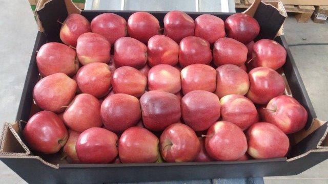 Prima 2000 apples, pears, plums, fruit export, vegetables 13