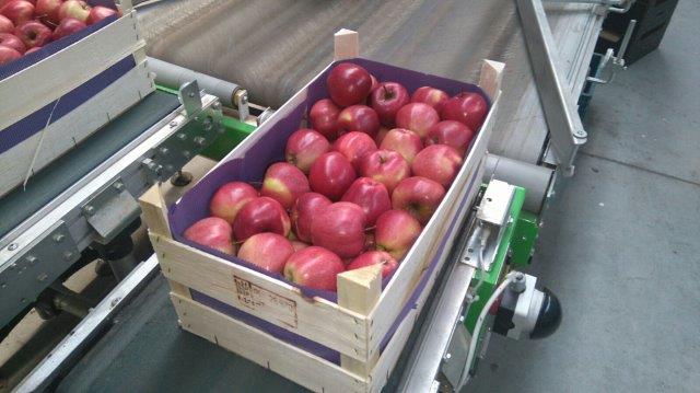 Prima 2000 apples, pears, plums, fruit export, vegetables 14