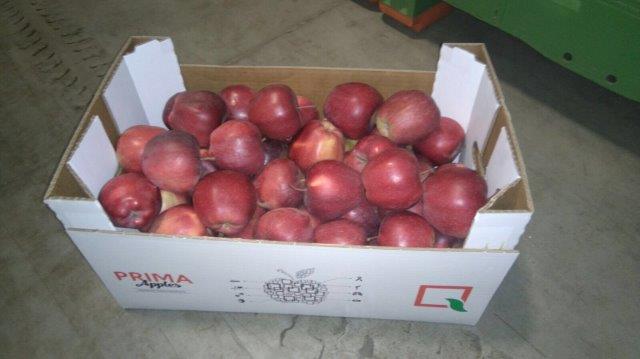 Prima 2000 apples, pears, plums, fruit export, vegetables 15