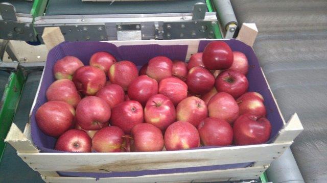 Prima 2000 apples, pears, plums, fruit export, vegetables 16