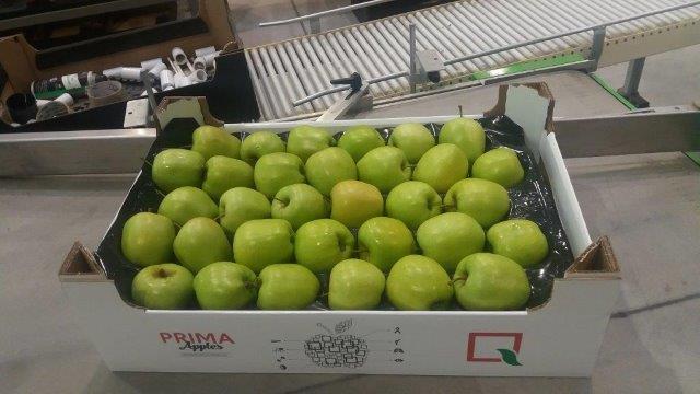 Prima 2000 apples, pears, plums, fruit export, vegetables 13