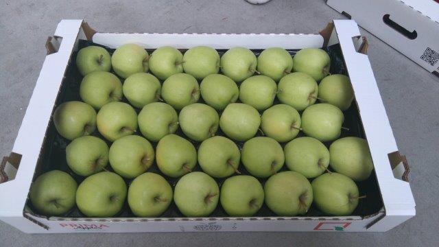 Prima 2000 apples, pears, plums, fruit export, vegetables 15