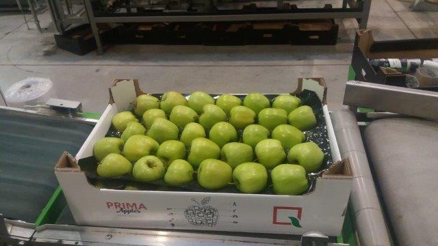Prima 2000 apples, pears, plums, fruit export, vegetables 16