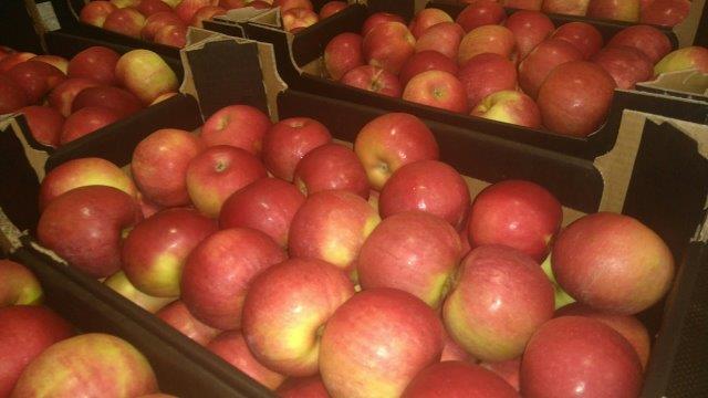 Prima 2000 apples, pears, plums, fruit export, vegetables 09