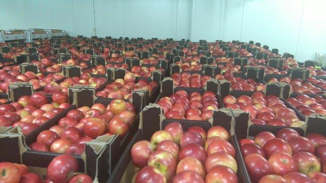 Prima 2000 apples, pears, plums, fruit export, vegetables 10