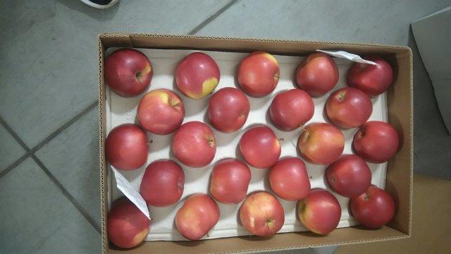 Prima 2000 apples, pears, plums, fruit export, vegetables 11