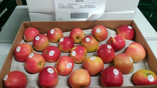 Prima 2000 apples, pears, plums, fruit export, vegetables 12