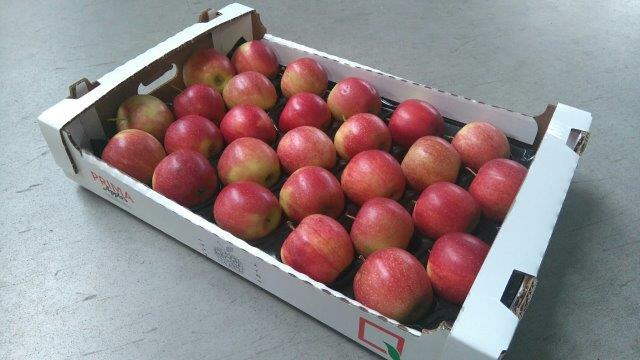Prima 2000 apples, pears, plums, fruit export, vegetables 05