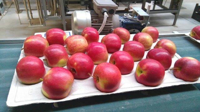 Prima 2000 apples, pears, plums, fruit export, vegetables 06