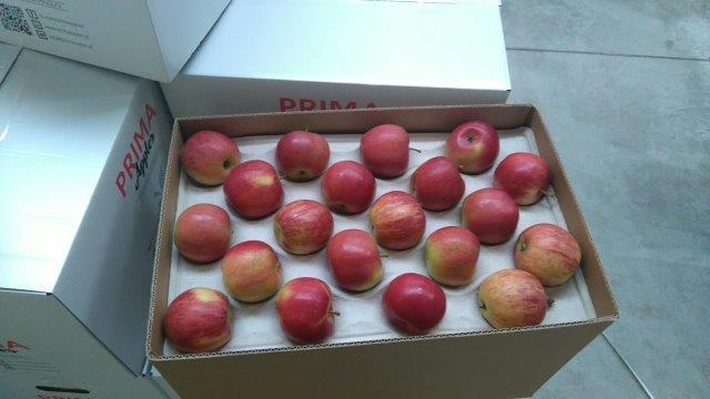 Prima 2000 apples, pears, plums, fruit export, vegetables 07