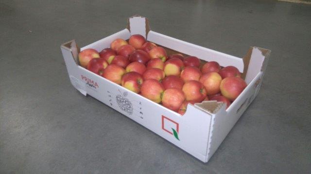 Prima 2000 apples, pears, plums, fruit export, vegetables 08