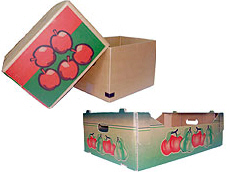 Prima 2000 apples, pears, plums, fruit export, vegetables 14