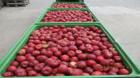 Prima 2000 apples, pears, plums, fruit export, vegetables 01