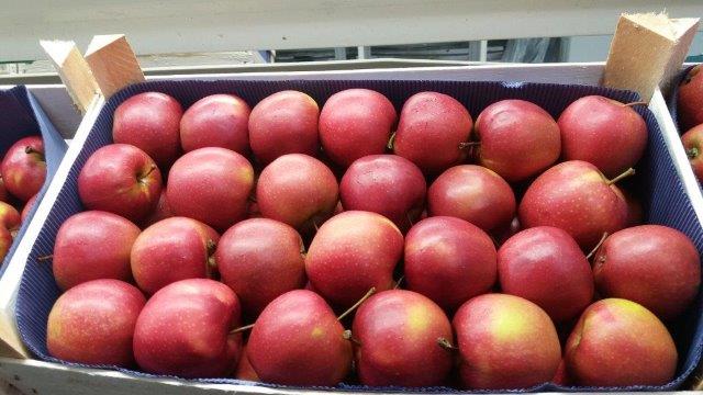 Prima 2000 apples, pears, plums, fruit export, vegetables 02