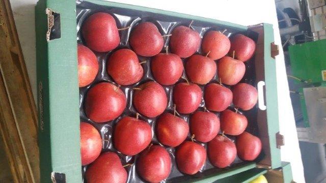 Prima 2000 apples, pears, plums, fruit export, vegetables 03