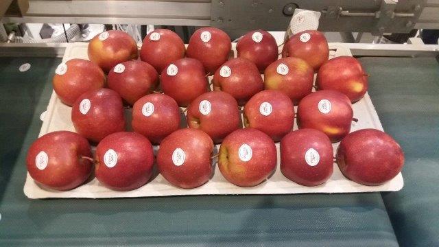 Prima 2000 apples, pears, plums, fruit export, vegetables 04